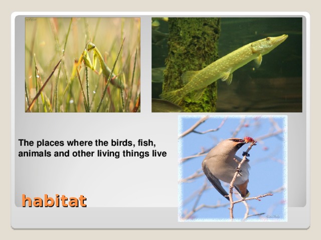 The places where the birds, fish, animals and other living things live  The places where the birds, fish, animals and other living things live habitat
