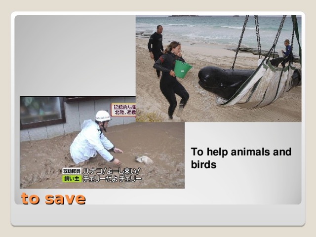 To help animals and birds  To help animals and birds to save