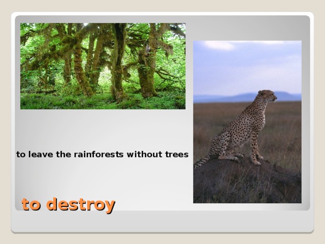 to leave the rainforests without trees  to leave the rainforests without trees to destroy