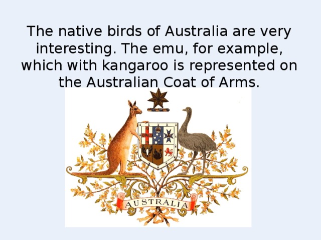 The native birds of Australia are very interesting. The emu, for example, which with kangaroo is represented on the Australian Coat of Arms.