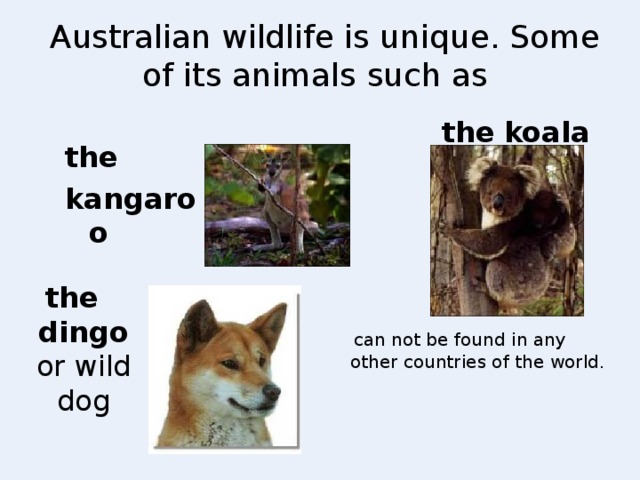 Australian wildlife is unique. Some of its animals such as the  koala the  kangaroo the  dingo or wild dog  can not be found in any other countries of the world.