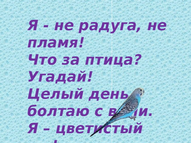 Я - не радуга, не пламя!  Что за птица? Угадай!  Целый день болтаю с вами.  Я – цветистый … !