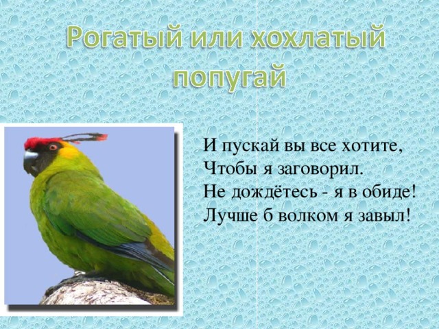 И пускай вы все хотите,  Чтобы я заговорил.  Не дождётесь - я в обиде!  Лучше б волком я завыл!