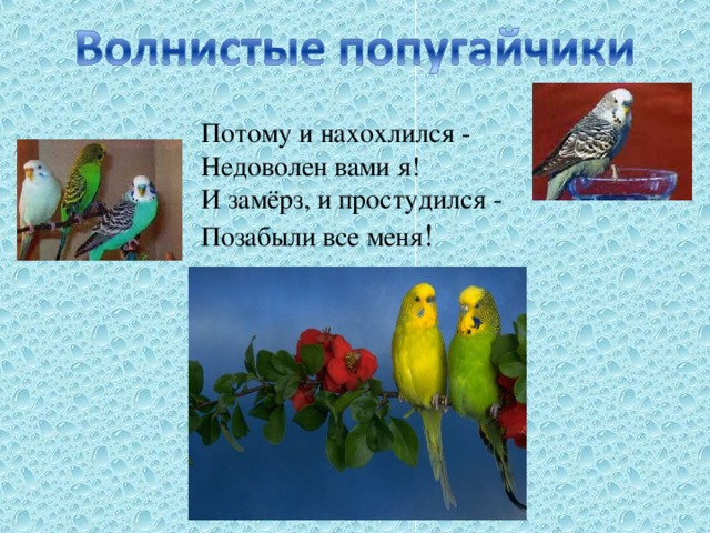 Потому и нахохлился -  Недоволен вами я!  И замёрз, и простудился -  Позабыли все меня !