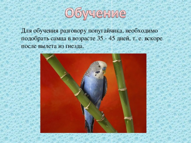 Для обучения разговору попугайчика, необходимо подобрать самца в возрасте 35 - 45 дней, т. е. вскоре после вылета из гнезда.