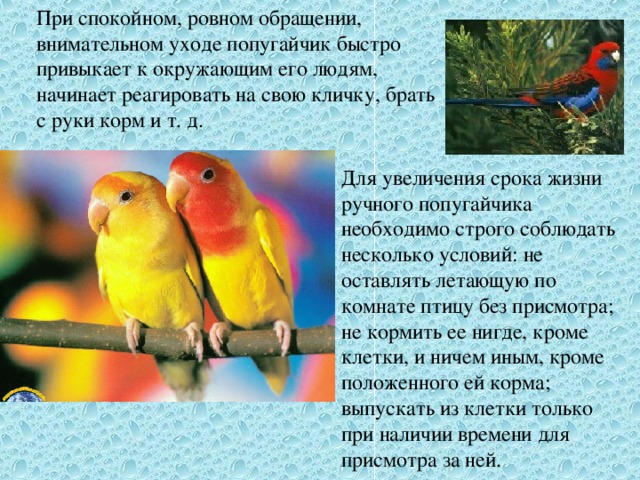 При спокойном, ровном обращении, внимательном уходе попугайчик быстро привыкает к окружающим его людям, начинает реагировать на свою кличку, брать с руки корм и т. д.   Для увеличения срока жизни ручного попугайчика необходимо строго соблюдать несколько условий: не оставлять летающую по комнате птицу без присмотра; не кормить ее нигде, кроме клетки, и ничем иным, кроме положенного ей корма; выпускать из клетки только при наличии времени для присмотра за ней.