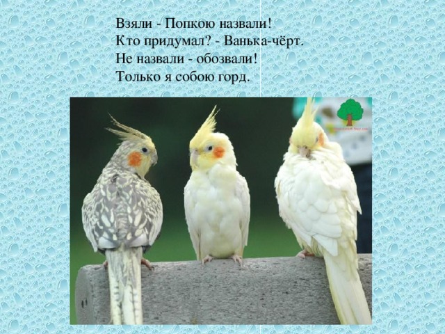 Взяли - Попкою назвали!  Кто придумал? - Ванька-чёрт.  Не назвали - обозвали!  Только я собою горд.