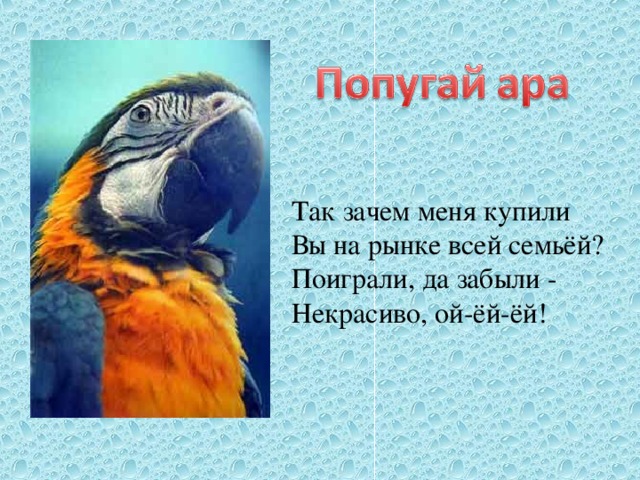 Так зачем меня купили  Вы на рынке всей семьёй?  Поиграли, да забыли -  Некрасиво, ой-ёй-ёй!