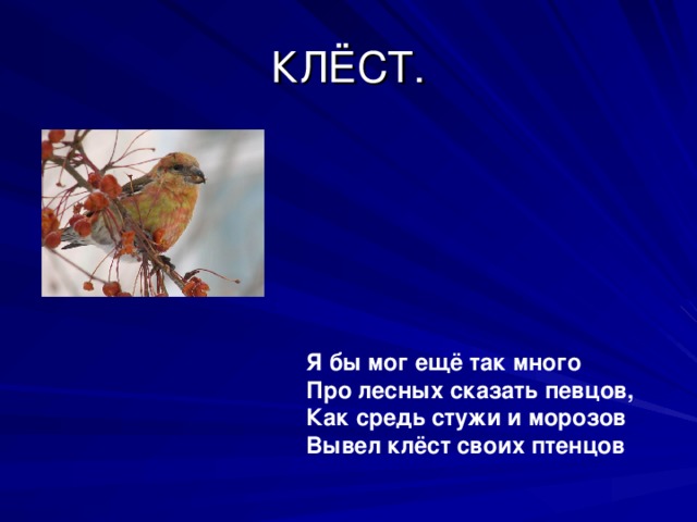 Я бы мог ещё так много Про лесных сказать певцов, Как средь стужи и морозов Вывел клёст своих птенцов