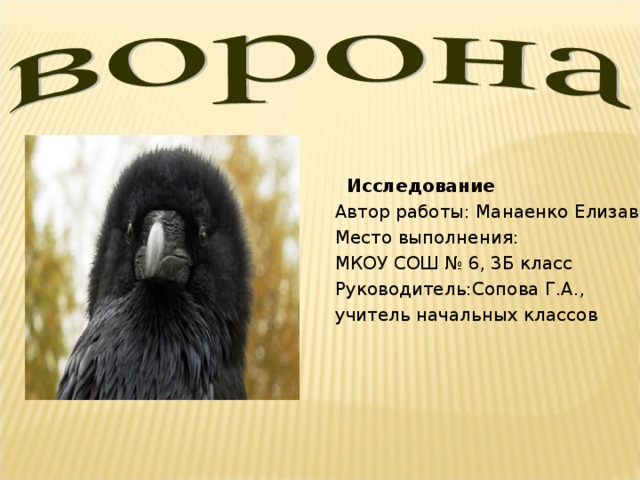 Исследование  Автор работы: Манаенко Елизавета  Место выполнения:  МКОУ СОШ № 6, 3Б класс  Руководитель:Сопова Г.А.,  учитель начальных классов