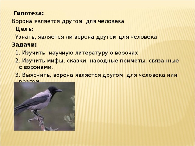 Гипотеза: Ворона является другом для человека  Цель :  Узнать, является ли ворона другом для человека Задачи:  1. Изучить научную литературу о воронах.  2. Изучить мифы, сказки, народные приметы, связанные с воронами.  3. Выяснить, ворона является другом для человека или врагом .