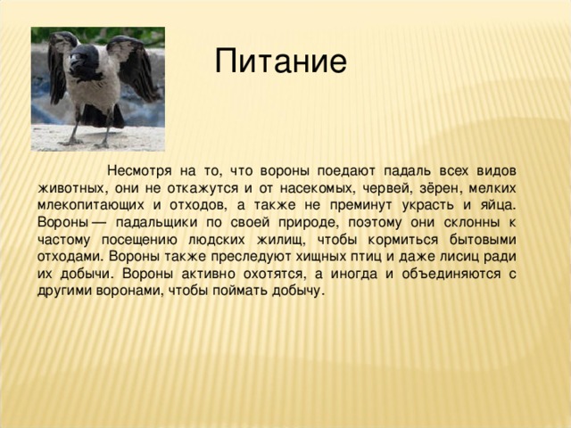 Питание  Несмотря на то, что вороны поедают падаль всех видов животных, они не откажутся и от насекомых, червей, зёрен, мелких млекопитающих и отходов, а также не преминут украсть и яйца. Вороны — падальщики по своей природе, поэтому они склонны к частому посещению людских жилищ, чтобы кормиться бытовыми отходами. Вороны также преследуют хищных птиц и даже лисиц ради их добычи. Вороны активно охотятся, а иногда и объединяются с другими воронами, чтобы поймать добычу.