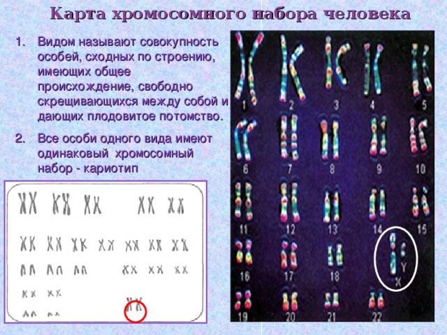 Карта хромосомного набора человека