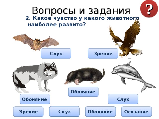 Вопросы и задания ?  2. Какое чувство у какого животного наиболее развито? Слух Зрение Обоняние Обоняние Слух Слух Обоняние Осязание Слух Обоняние Зрение