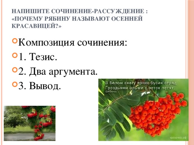 Напишите сочинение-рассуждение : «Почему рябину называют осенней красавицей?»