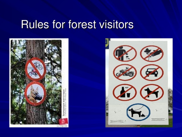 Rules for forest visitors