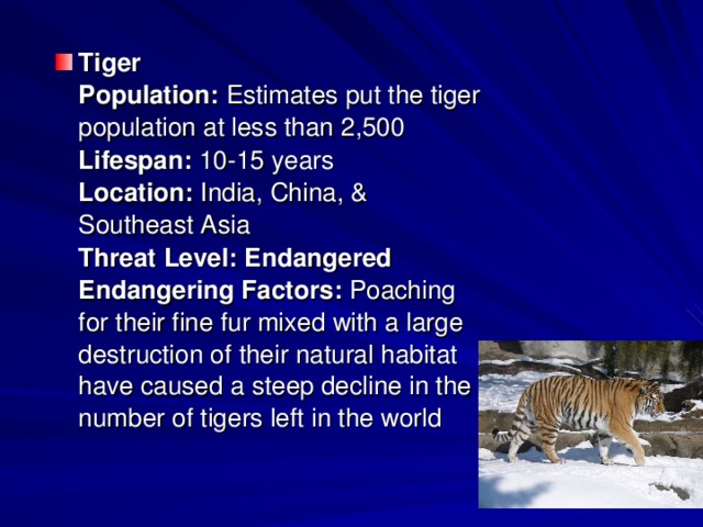 Tiger    Population:  Estimates put the tiger population at less than 2,500   Lifespan:  10-15 years   Location:  India, China, & Southeast Asia   Threat Level: Endangered    Endangering Factors:  Poaching for their fine fur mixed with a large destruction of their natural habitat have caused a steep decline in the number of tigers left in the world