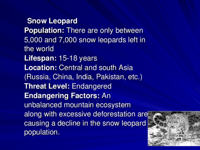   Snow Leopard  Population:  There are only between 5,000 and 7,000 snow leopards left in the world   Lifespan:  15-18 years   Location:  Central and south Asia (Russia, China, India, Pakistan, etc.)   Threat Level:  Endangered    Endangering Factors:  An unbalanced mountain ecosystem along with excessive deforestation are causing a decline in the snow leopard population.