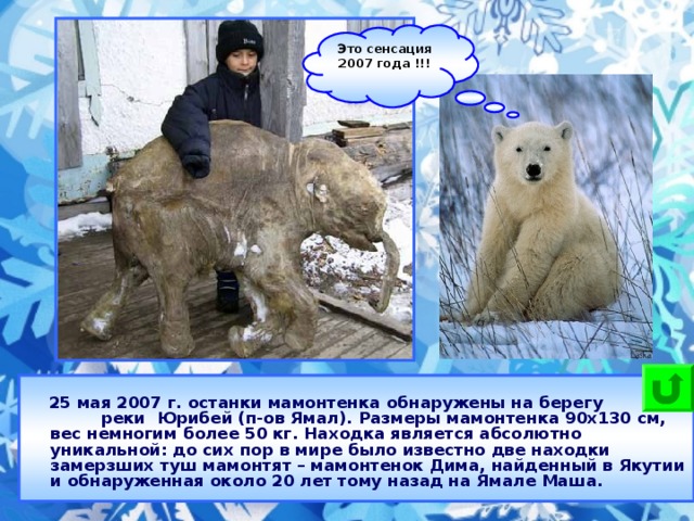 Это сенсация 2007 года !!!  25 мая 2007 г. останки мамонтенка обнаружены на берегу реки Юрибей (п-ов Ямал). Размеры мамонтенка 90х130 см, вес немногим более 50 кг. Находка является абсолютно уникальной: до сих пор в мире было известно две находки замерзших туш мамонтят – мамонтенок Дима, найденный в Якутии и обнаруженная около 20 лет тому назад на Ямале Маша.