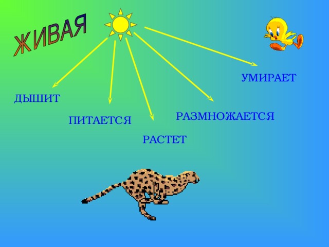 УМИРАЕТ ДЫШИТ РАЗМНОЖАЕТСЯ ПИТАЕТСЯ РАСТЕТ