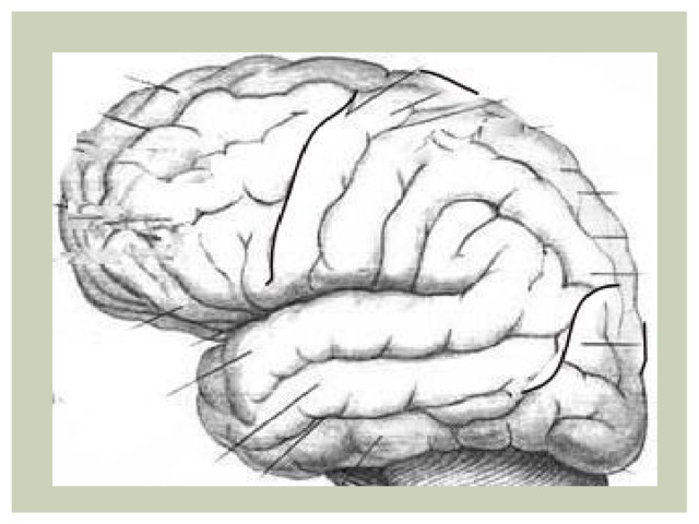Brain 8 1. Полушария большого мозга Сонин. Кожа мышечной чувствительности в мозгу. Зона кожно мышечной чувствительности расположена в. Восемь мозгов.