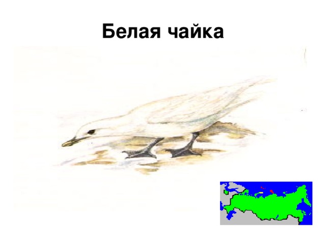 Белая чайка