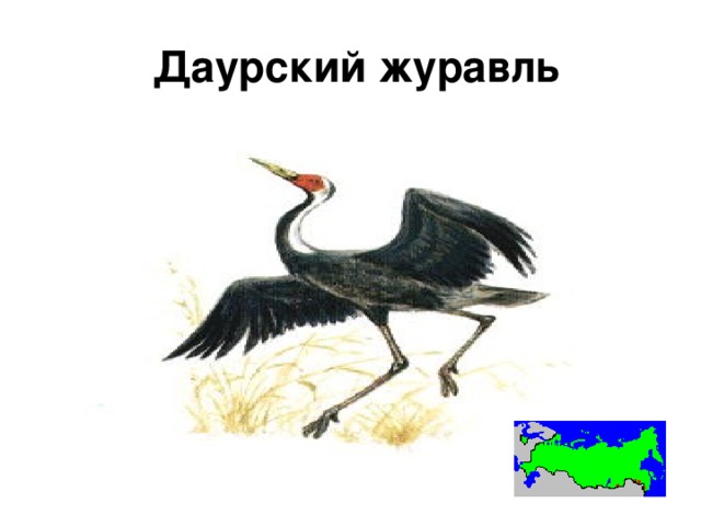 Даурский журавль