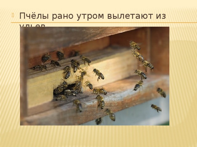 Пчёлы рано утром вылетают из ульев.