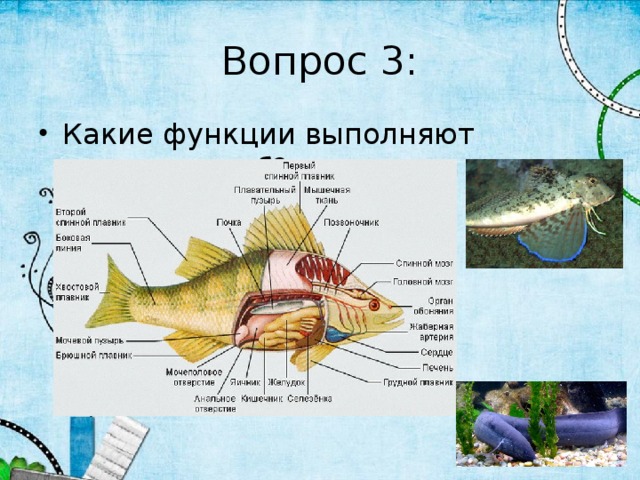 Вопрос 3: