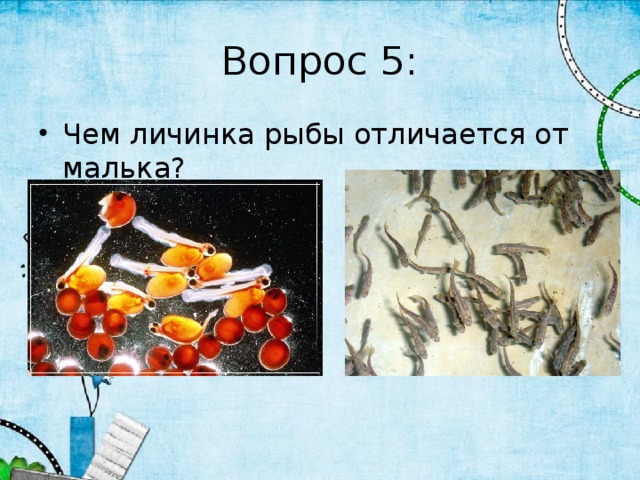 Вопрос 5: