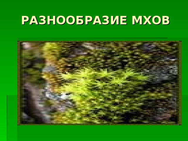 РАЗНООБРАЗИЕ МХОВ