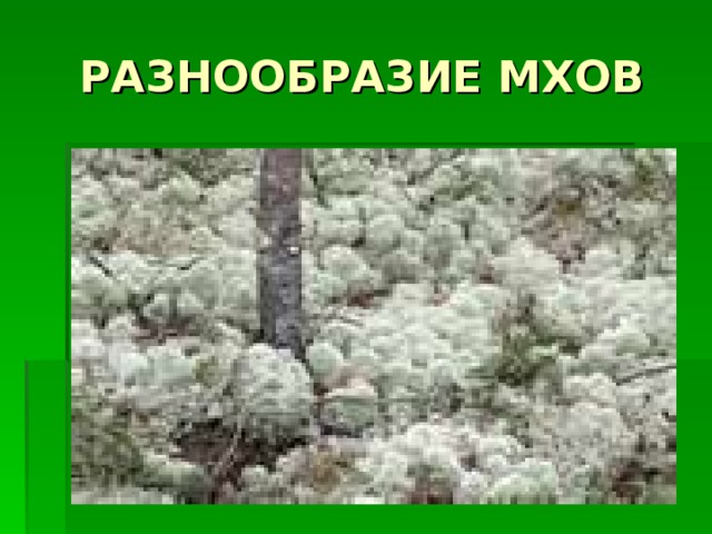 РАЗНООБРАЗИЕ МХОВ