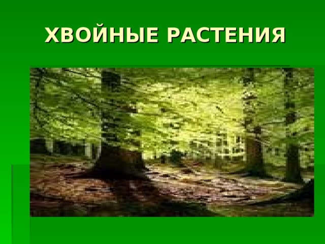 ХВОЙНЫЕ РАСТЕНИЯ