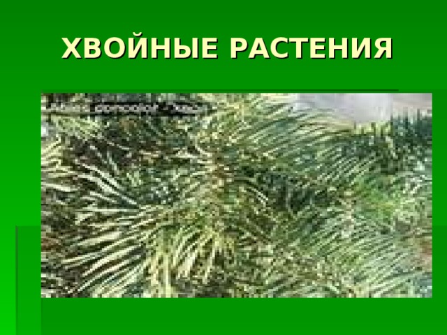 ХВОЙНЫЕ РАСТЕНИЯ