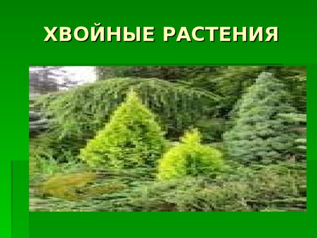 ХВОЙНЫЕ РАСТЕНИЯ