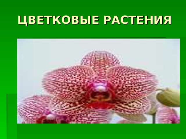 ЦВЕТКОВЫЕ РАСТЕНИЯ