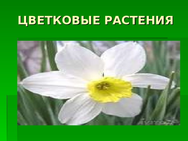 ЦВЕТКОВЫЕ РАСТЕНИЯ