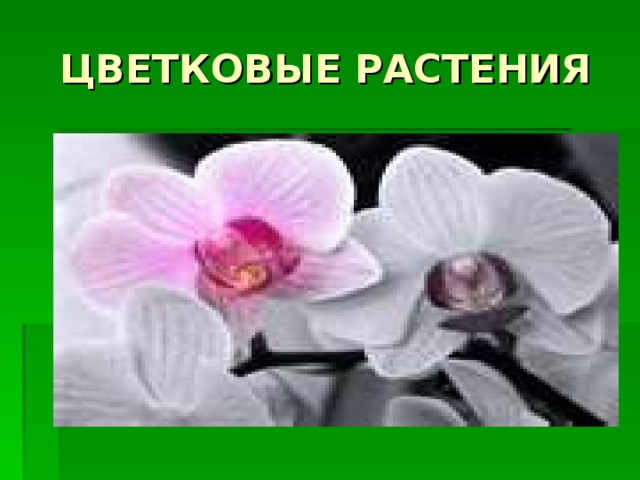 ЦВЕТКОВЫЕ РАСТЕНИЯ