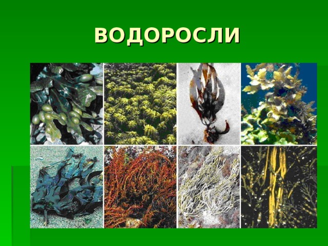 ВОДОРОСЛИ