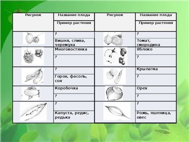 Название плода рисунок. Название растения название плода. Плоды растений названия. Название плода Тип плода. Название плода примеры растений.