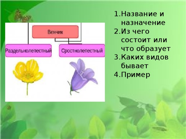 Название и назначение Из чего состоит или что образует Каких видов бывает Пример