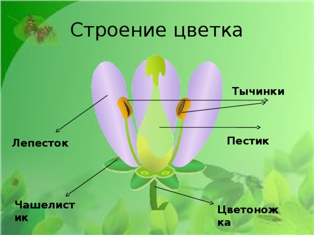 Пестик и тычинка цветка рисунок