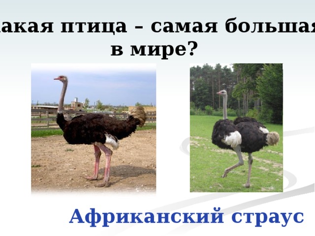 Какая птица – самая большая  в мире? Африканский страус