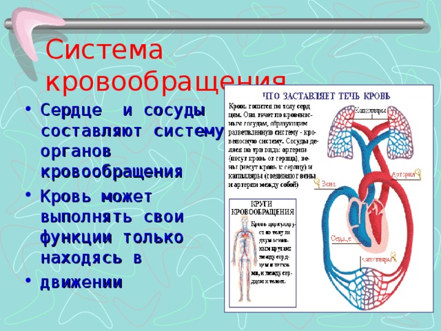 Система кровообращения