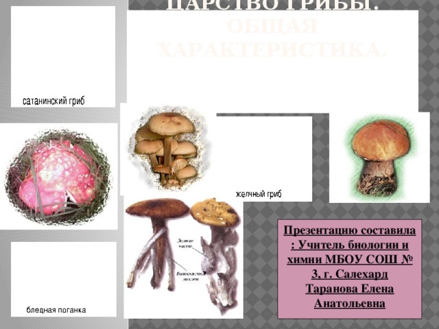 Урок биологии грибы. Презентация царство грибы 6 класс. Грибы общая характеристика. Грибы общая характеристика 6 класс. Царство грибы общая характеристика.
