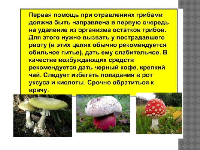 Группы грибов 6 класс биология. Конспект на тему грибы. Грибы 6 класс биология. Сообщение на тему грибы 6 класс биология. Царство грибы общая характеристика.