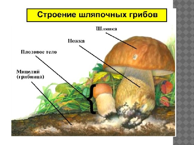 Презентация 6 класс царство грибы