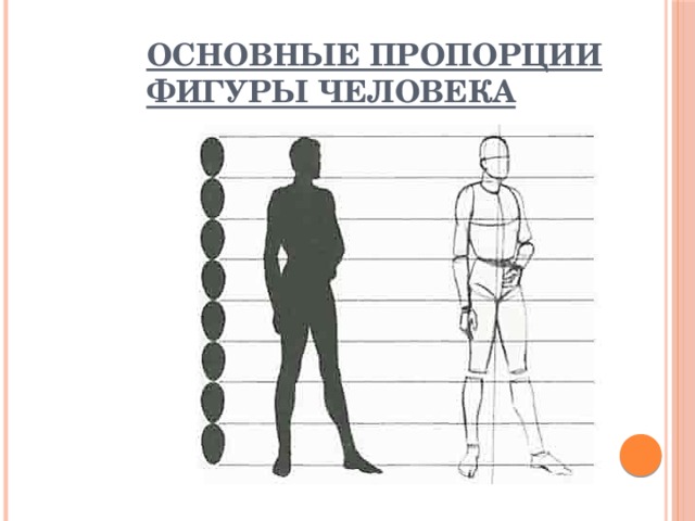 Основные пропорции фигуры человека