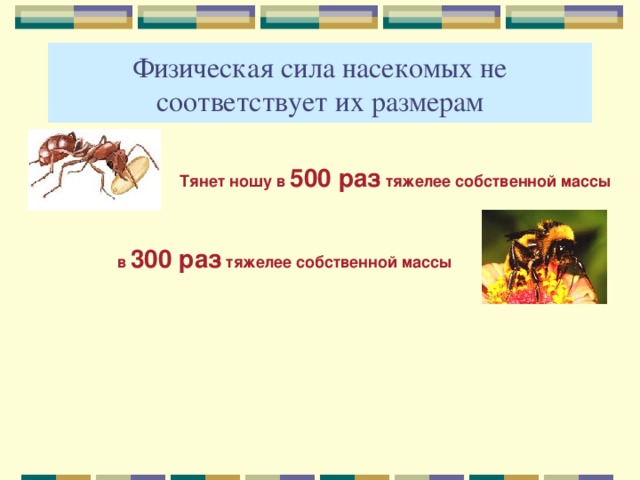 Физическая сила насекомых не соответствует их размерам Тянет ношу в 500 раз тяжелее собственной массы  в 300 раз тяжелее собственной массы