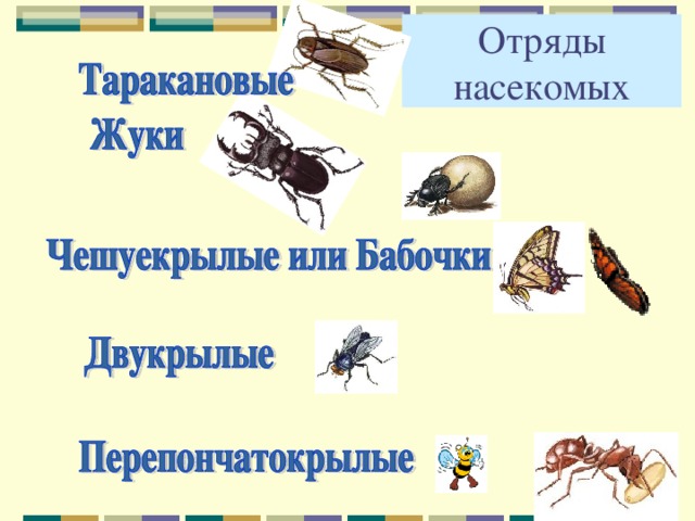 Отряды насекомых